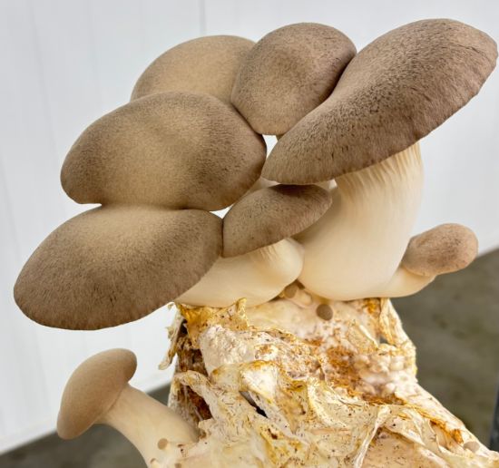 Bild von Pilze Kräuterseitling 250g