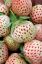 Picture of Weiße Erdbeeren