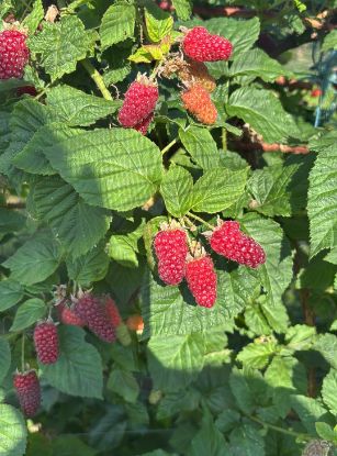 Picture of Taybeeren 200g